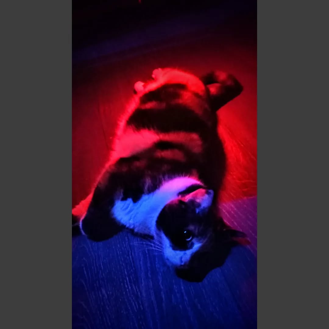 Furry popsicle