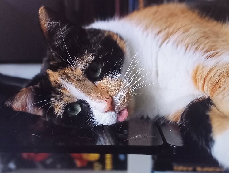 Ce fier animal a peut-être chaud.