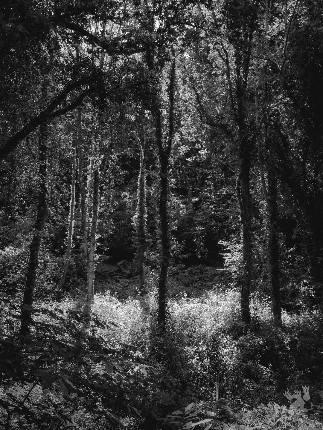 Nel mezzo del cammin di nostra vita. mi ritrovai per una selva oscura. ché la diritta via era smarrita.