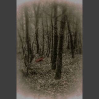 A LATE COMING PLEA

Do not go near the circle of trees, and in the case you are near, DO NOT ENGAGE 
NEVER PICK UP THE UMBRELLA
This is important

The Twin Moons always eat away, the Thirst is on the prowl 

Please do not engage

IT EATS ITS YOUNG