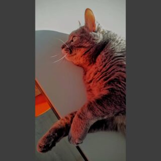 Going to the big red