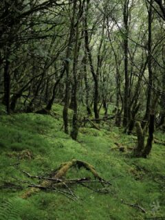 In dire need of some green