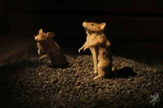 Municipales : les rats parisiens ne se risquent à aucun commentaire ou pronostic, arguant ne pas vouloir risquer de ternir leur image avec de la politique.