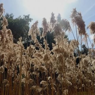POV  t'es une poule d'eau à Paris