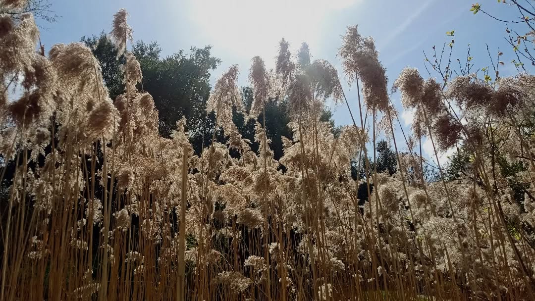 POV  t'es une poule d'eau à Paris