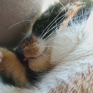 Tongue out, party soft