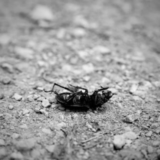Comme un imputrescible radeau
Comme un insecte sur le dos