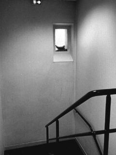 "Pour votre sécurité nous avons procédé à un nettoyage extrêmement rigoureux à l'intérieur et à l'extérieur du bâtiment"
- Un hierarque officiel très sérieux sur la santé publique
"It's free real estate"
- un pigeon citant Tim Heidecker par l'exemple