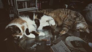 triche instagram par lolcats liquides