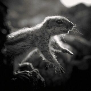 Curiosity